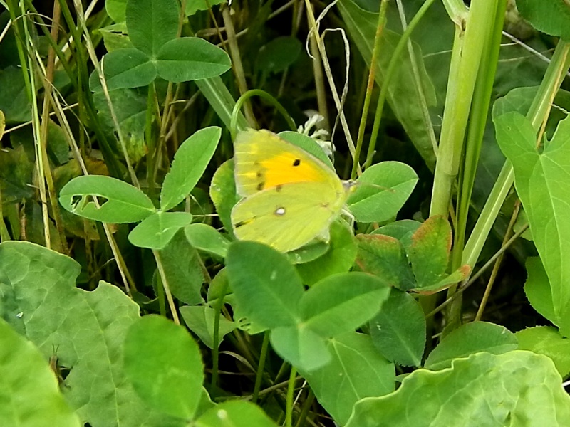 Colias crocea e uova